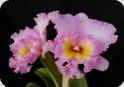 Rlc. Mahina Yahiro